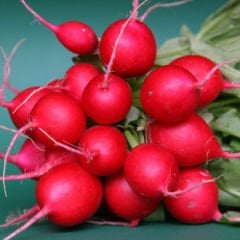 Çoker Tohumculuk Fındık Cheryy Elle ( Fındık Turp) 10 Gr