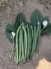 Karagöz 86 (oturak) Börülce Tohumu 10 Kg