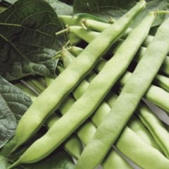 SEMEN SIRIK FASULYE PEDRO 2 KG