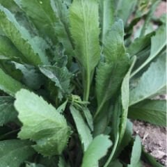 Çoker Tere Tohumu 25 GR