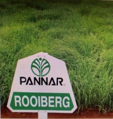 Pannar ROOIBERG Yaz otu (teff grass) tohumu 10 kg