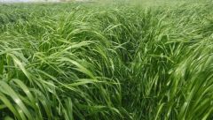 FİTO MASTER RYEGRASS SÜT OTU İTALYAN ÇİMİ  25 KG