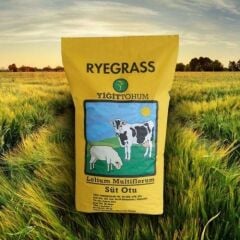 Yiğit Tohum Ryegrass Süt otu (italyan çimi) Tohumu 25 KG