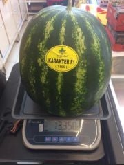 CHARACTER F1 (HİBRİT) KARPUZ TOHUMU 1000 ADET