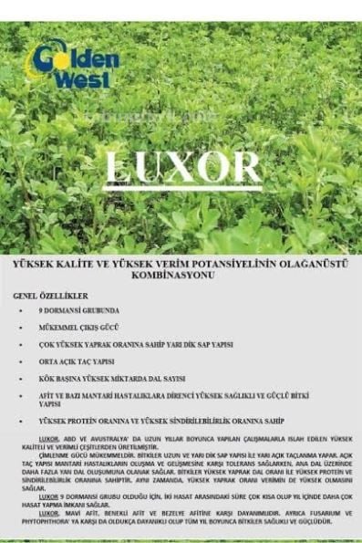 LUXOR YONCA TOHUMU 10 KG