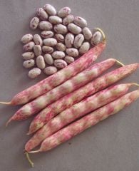 GOLDEN OTURAK BARBUNYA 2 KG